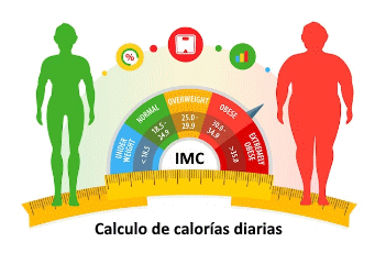 Gasto y cálculo de las calorías diarias